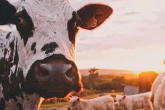 A dairy cow at sunset