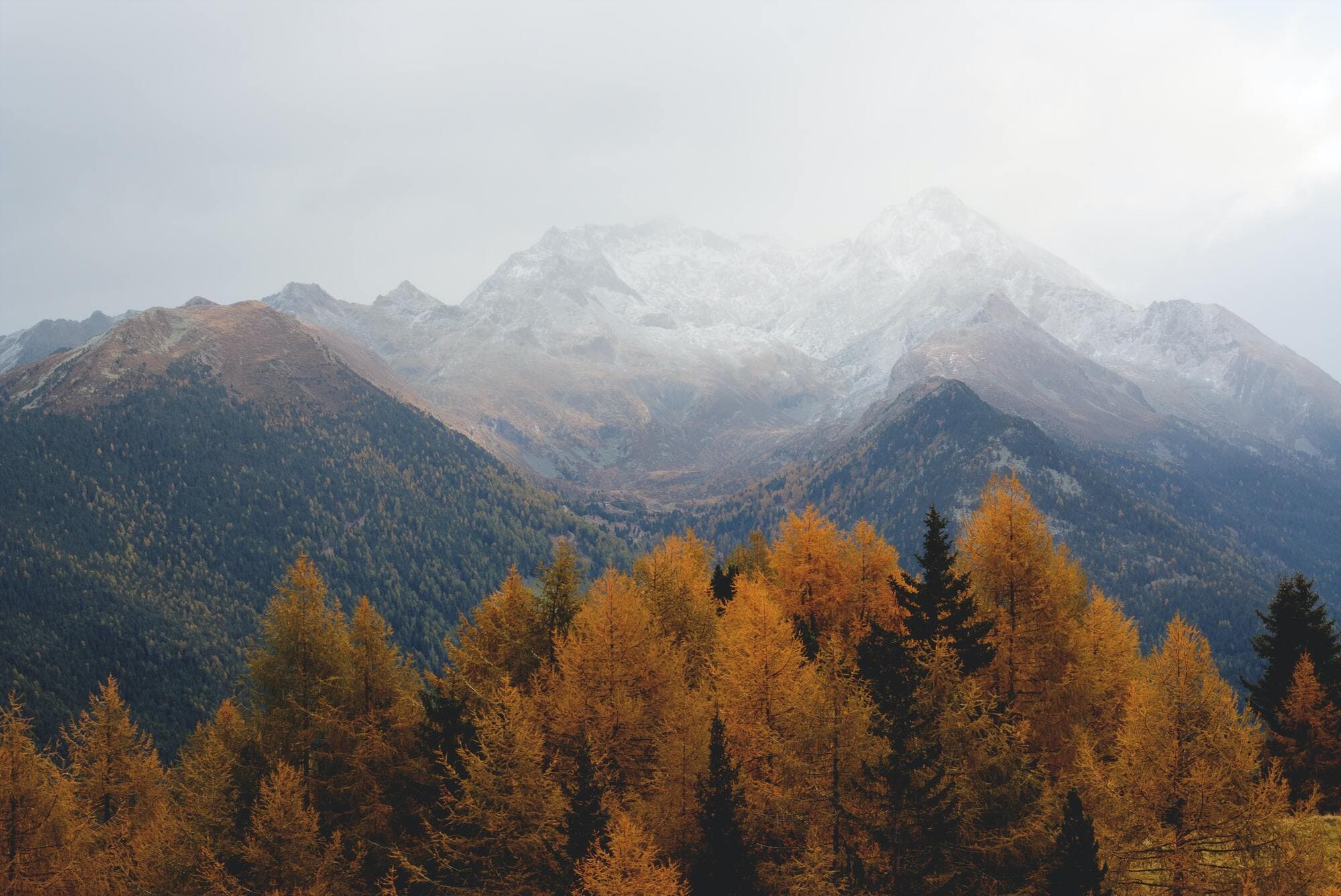 Larch trees and snow-capped mountains in the Kootenays